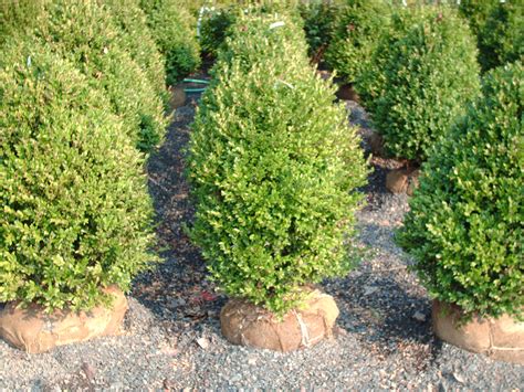 buy  boxwoods