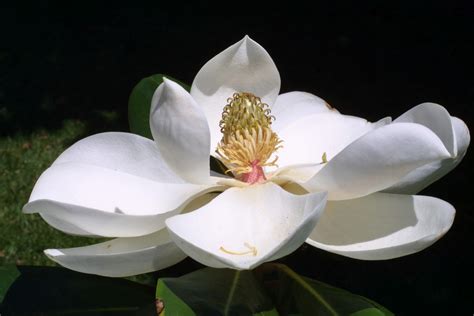 wwe wrestlers profile louisiana state flower magnolia gallery