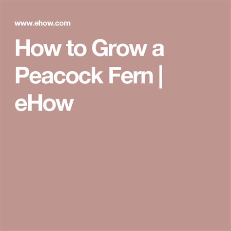 grow  peacock fern ehow garden ferns design
