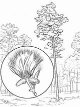 Coloring Pages Pine sketch template