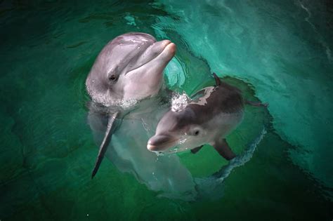 delfinnachwuchs im zoo duisburg zoo duisburg