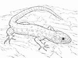 Lizard Coloring Pages Spotted Yellow Drawing Tropical Night Monitor Holes Lizards Printable Collared Blue Tongue Drawings Categories Getdrawings Print Popular sketch template