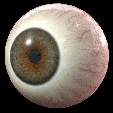 eye human iris model