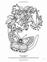 Coloring Butterfly Alphabet Coloriage Pages Adults Book Colouring Butterflies Fr Livre Papillon Couleur Dover Casual Tableau Choisir Un sketch template