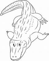 Caiman Coloring Alligator Coloringpages101 Coloringbay sketch template