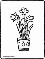 Osterglocken Coloring Daffodils Kinderbilder Clipartmag Bestimmt Types Getcolorings sketch template