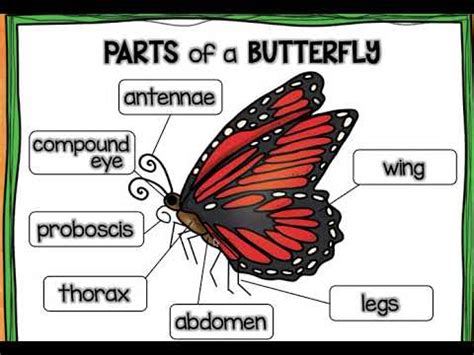 parts   butterfly youtube