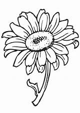 Coloring Flower Pages Printable Color Kids Sunflower sketch template