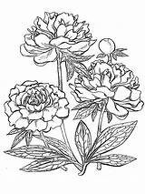 Peony Drawing Line Coloring Pages Getdrawings sketch template