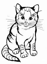Coloring Cat Pages Realistic Printables Printable Cats Animal Colouring sketch template