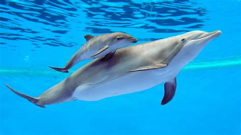 steckbrief delfin wissen swr kindernetz