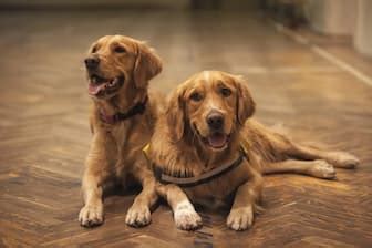 list  top  duo dog names  male  female pet pairs