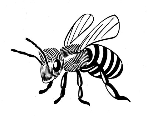honey bee drawing clip art  paintingvalleycom explore collection
