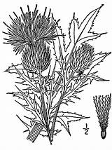 Thistle Drawing Getdrawings Scotch Field Spreng Discolor Willd Muhl Cirsium Ex sketch template