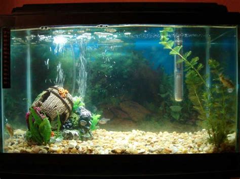 tropical fish tanks page