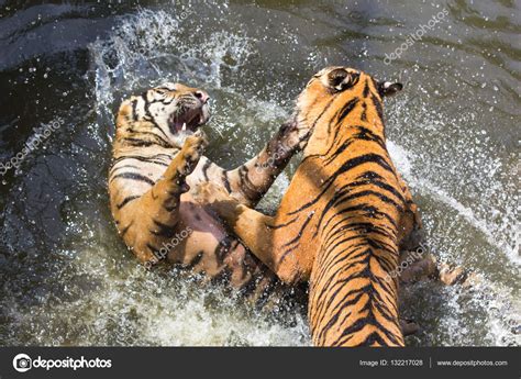 tigers fighting stock photo  popunderlight