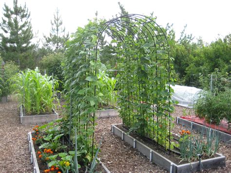 planting pole beans susans   garden