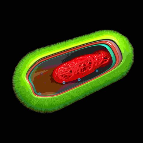 bacterial cell review