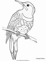 Animali Disegno Uccelli sketch template