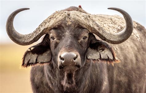 animal african buffalo hd wallpaper