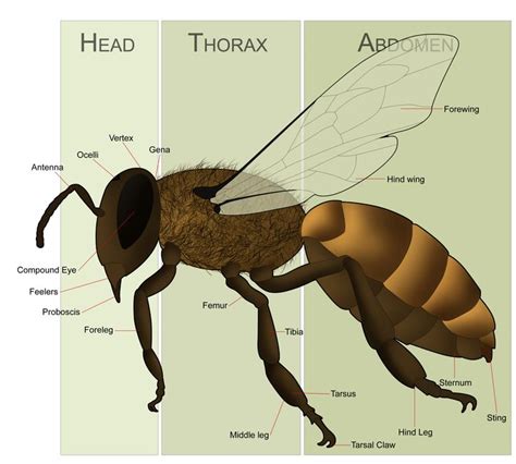 bee anatomy educational backyard beekeeping bee diagram beekeeping  beginners