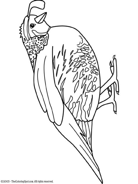 quail coloring page audio stories  kids  coloring pages
