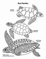 Loggerhead Turtles Exploringnature Endangered sketch template