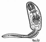 Trematode Cercaria Larva Microbiology Uottawa Electron Microscope Larvae sketch template