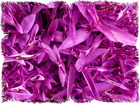 purple heart plant care soil watering propagation