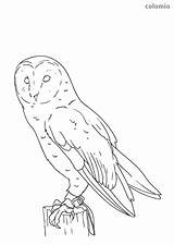 Owl Barn Coloring Owls Animals sketch template