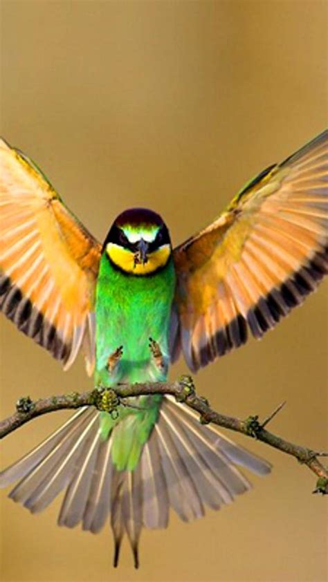green bird  open wings wallpaper