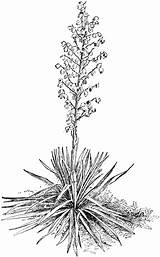 Filamentosa Yucca Izote Dibujar Agavaceae Angiospermas Láminas sketch template