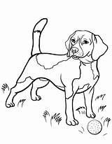 Beagle Beagles Chiens Colorear 공부 색칠 sketch template