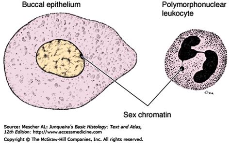 What Is The Easiest Way To Discriminate Between Male And Female Nuclei