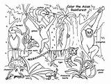 Orangutan Coloring Longhouse Getdrawings Pages Getcolorings sketch template