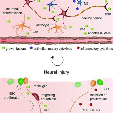 The Effects Of Estrogen On Various Cell Types In The Central Nervous