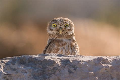 suprise  naftali wanono px owl  owl barn owl