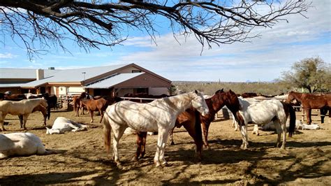arizona dude ranch   family tradition   ages times union