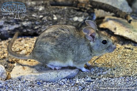 desert woodrat shadetreeimaging