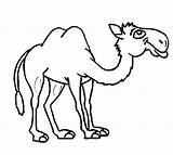 Camel Coloring Animals sketch template