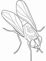Fly Coloring Insect Kingdom Animal Pages Flies Disease Bring Template Sheet Search Coloringsky sketch template