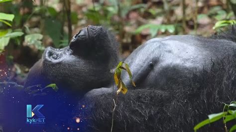 gorillas van die kongo groen kongo reenwoud  ep  kyknet youtube