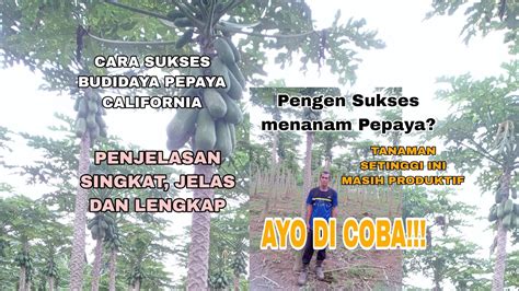 Cara Sukses Budidaya Pepaya California Panduan Lengkap Menanam Pepaya