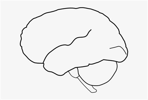 brain clipart outline drawing   brain png image transparent