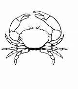 Crab Coloring Pages Outline Stone Drawing Crabs Blue Printable Kids Clipart Color Print Drawings Animal Fishes Vector Getdrawings Paintingvalley Getcolorings sketch template