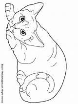 Poezen Rex Kleurplaat Devon Kleurplaten Katzen Coloriage Katten Gatos Schattige Dessiner Honden Dessin Disney Livre Downloaden Uitprinten Projets Imprimer Broderie sketch template