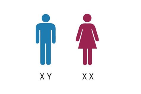 chromosomes x et y xx ou xy garçon ou fille