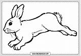 Conejo Conejos Rincondibujos sketch template