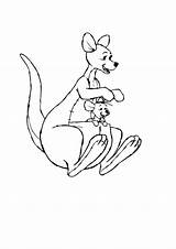 Kangaroo Joey Drawing Colouring Pic Pages Kidspot sketch template