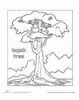 Tree Rainforest Kapok Trees Coloring Drawing Color Pages Worksheet Activities Printable Tropical Education Story African Worksheets Crafts Drawings Printables Plants sketch template
